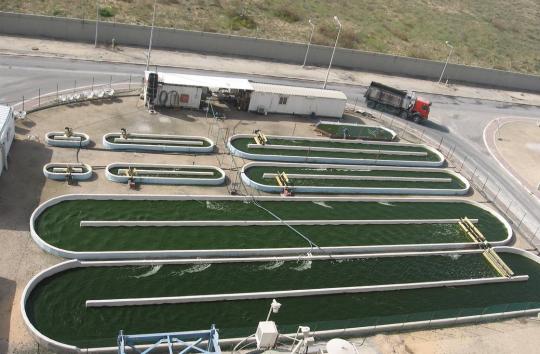 Algae Biofuel